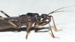 Reduvius tarsatus