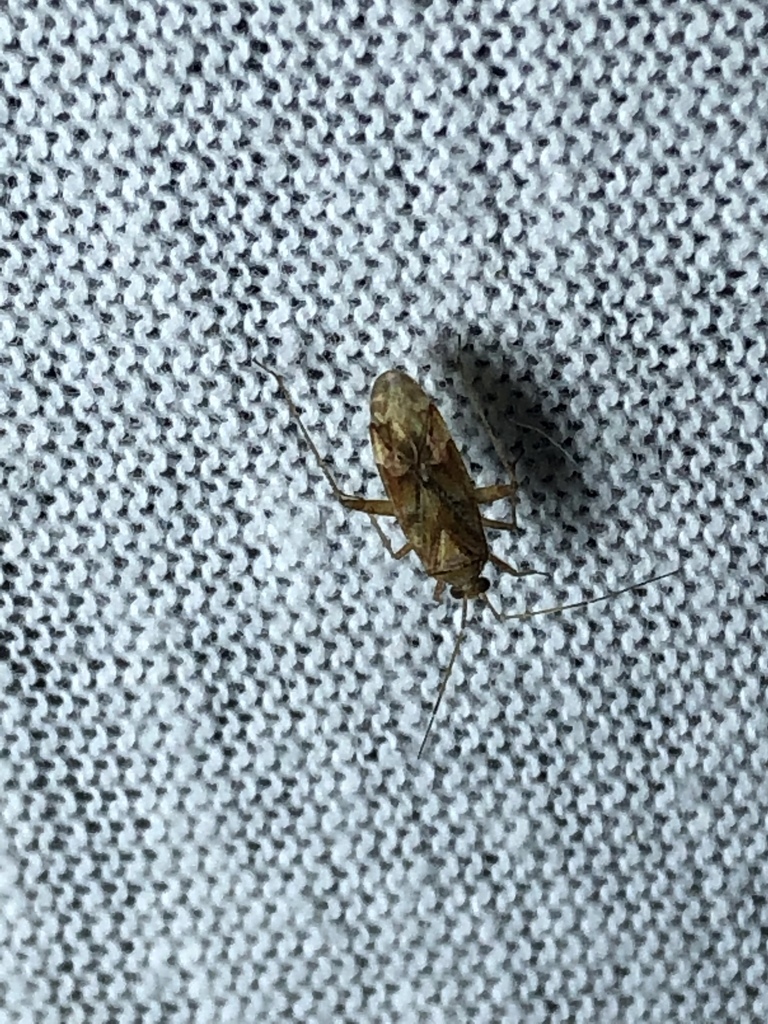 Phytocoris shoshoni