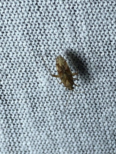 Phytocoris shoshoni