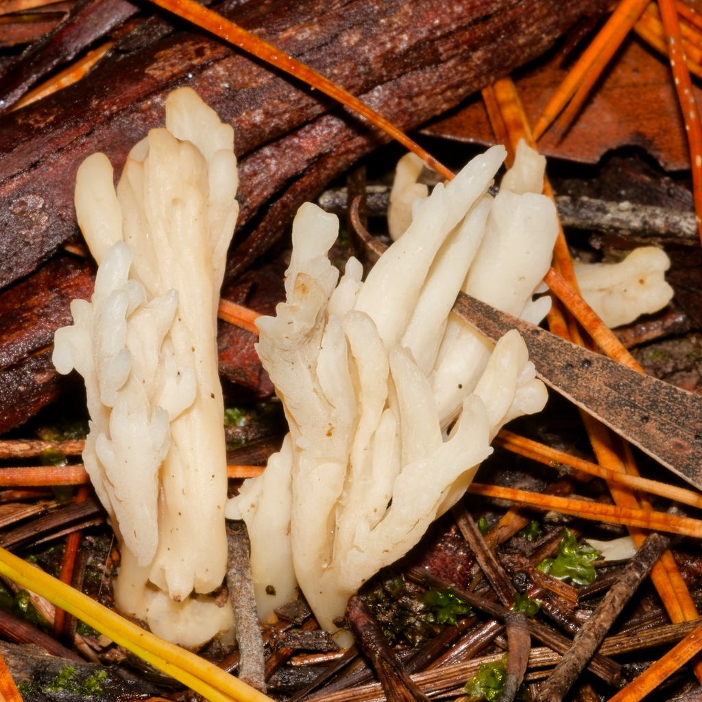 Clavulina rugosa · May 2025 · photo: © schneehagen (iNaturalist, cc-by-sa)