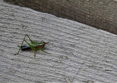 Conocephalus nigropleurum