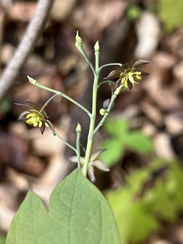 Image of Caulophyllum giganteum by (c) Diane Auberson-Lavoie, some rights reserved (CC BY)