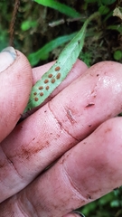 Notogrammitis pseudociliata