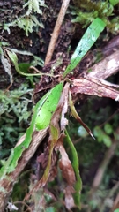 Notogrammitis pseudociliata