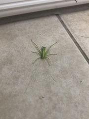 Meconema meridionale