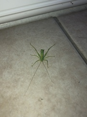 Meconema meridionale