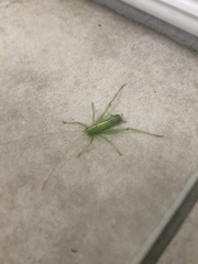 Meconema meridionale