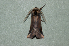 Declana junctilinea