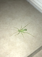 Meconema meridionale