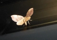 Sestra humeraria