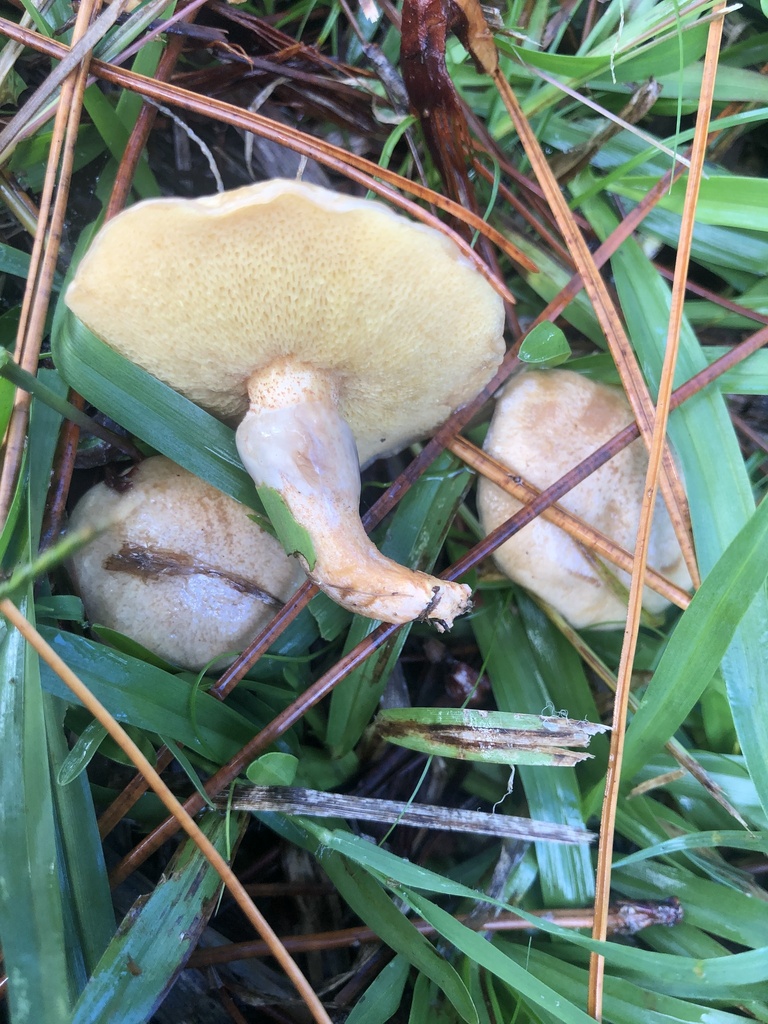 Suillus salmonicolor · May 2025 · photo: © samb0 (iNaturalist, cc-by)
