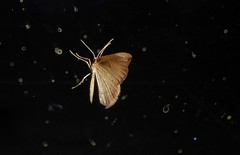 Sestra humeraria