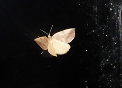 Sestra humeraria