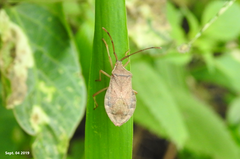 Homoeocerus dilatatus