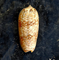 Oliva scripta, 2025-05-09