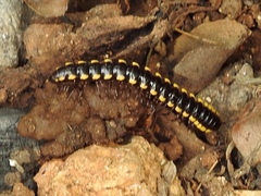 Anoplodesmus