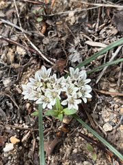Allium simillimum, photograph (c) Emma, some rights reserved (CC BY)