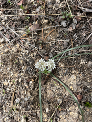 Allium simillimum, photograph (c) Emma, some rights reserved (CC BY)