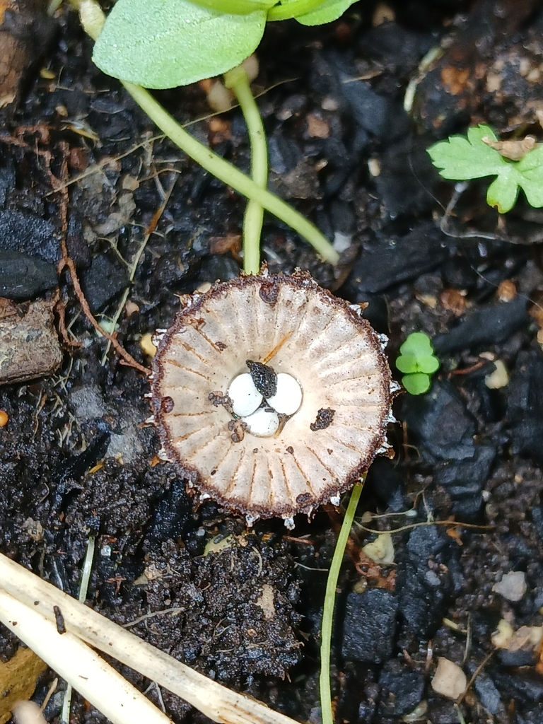 Cyathus striatus · May 2025 · photo: © naturewatchwidow (iNaturalist, cc-by)