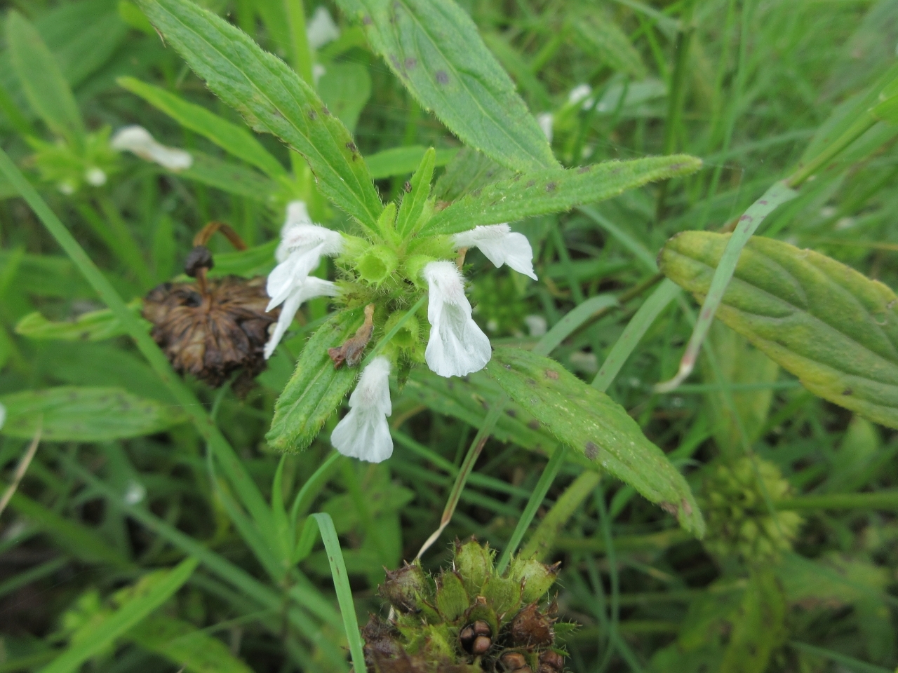 Leucas zeylanica (Leucas zeylanica)