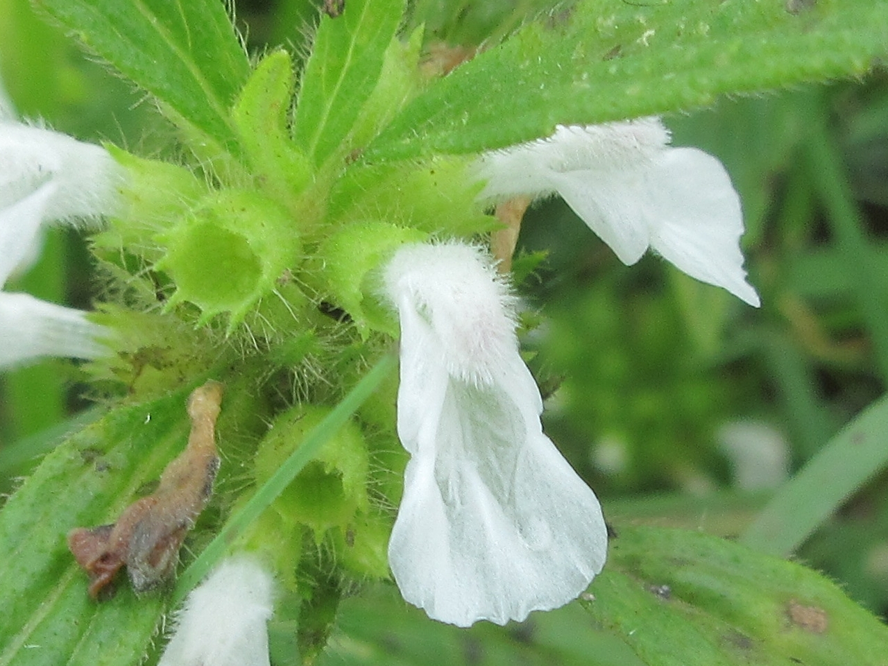 Leucas zeylanica — ảnh 2