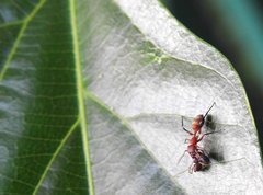 Myrmarachne formosana