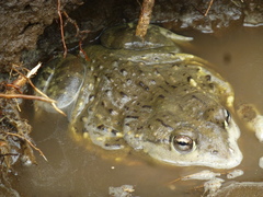 Pyxicephalus edulis