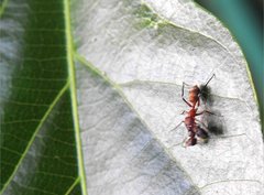 Myrmarachne formosana