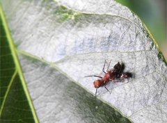 Myrmarachne formosana