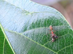 Myrmarachne formosana