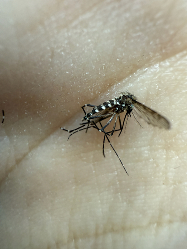 Western Treehole Mosquito photo 6