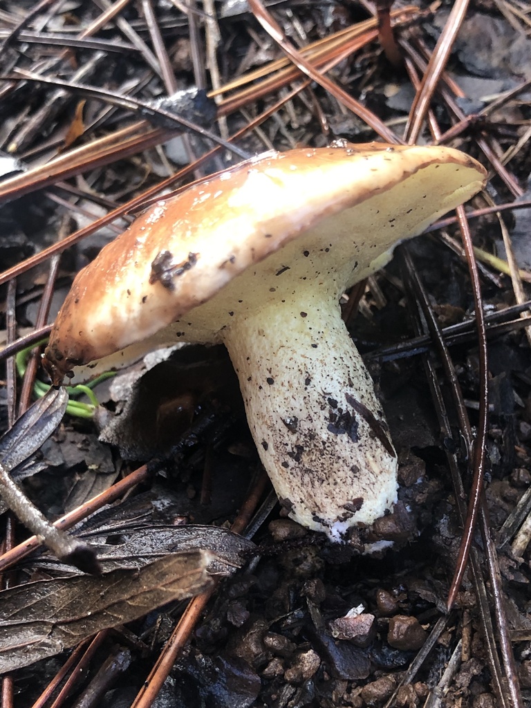 Suillus granulatus · May 2025 · photo: © samb0 (iNaturalist, cc-by)