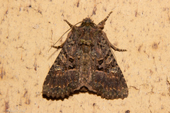 Meterana ochthistis