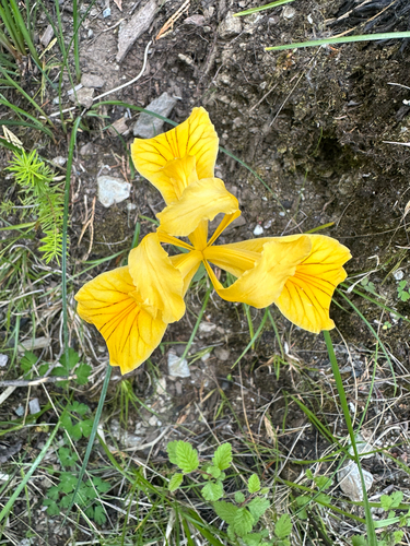 Del Norte County iris (Iris innominata)