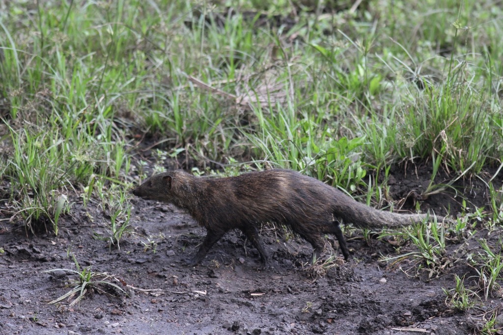 Long-nosed Mongooses