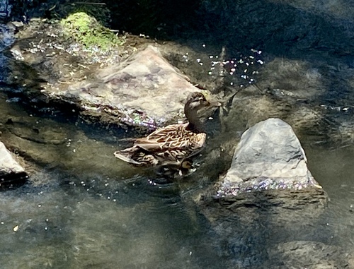 iNaturalist observation photo of Mallard