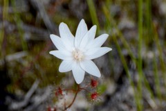 Drosera heterophylla