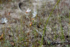 Drosera heterophylla