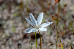 Drosera heterophylla