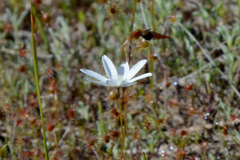 Drosera heterophylla