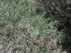 Oedera fruticosa
