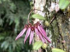 Bulbophyllum melanoglossum