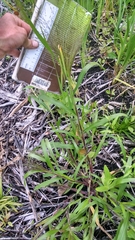 Panicum capillare