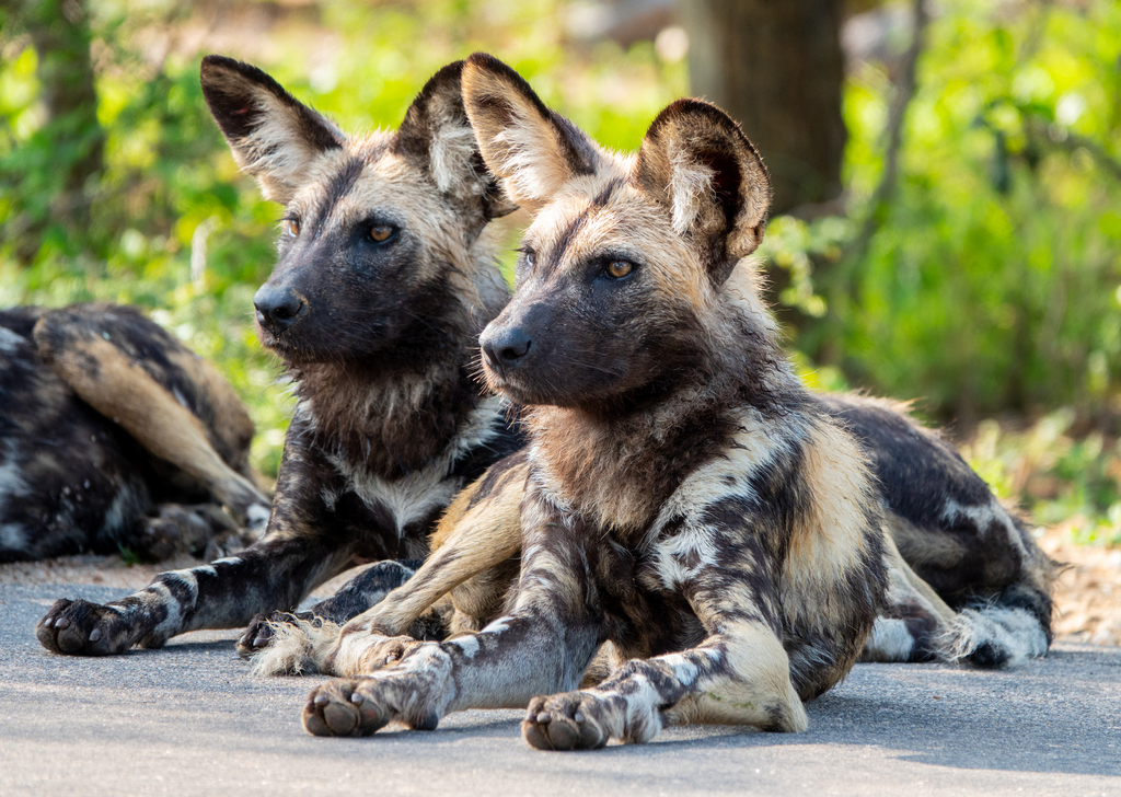 What Is The Largest Wild Dog