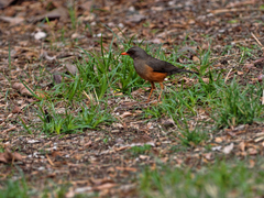 Turdus abyssinicus