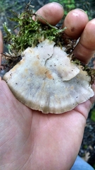 Tyromyces galactinus