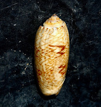 Oliva scripta, 2025-05-09