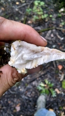 Tyromyces galactinus