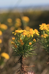 Euryops linifolius