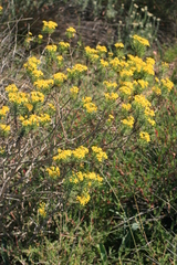Euryops linifolius